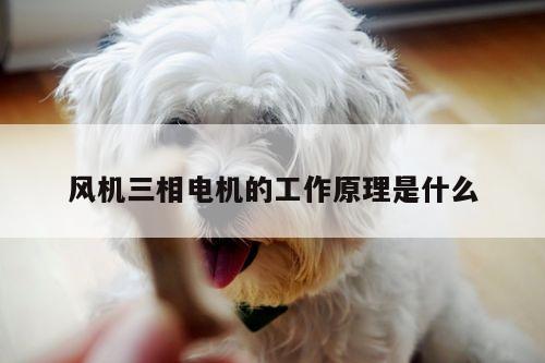 风机三相电机的工作原理是什么